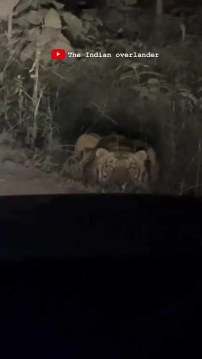 A tiger waiting in ambush on the side of a road in the dark