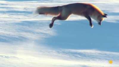 How red foxes hunt for prey under the snow
