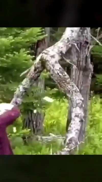 Just found Jovi in the wild