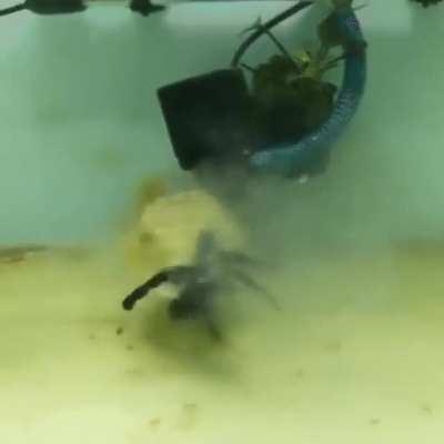 Fahaka puffer feeding