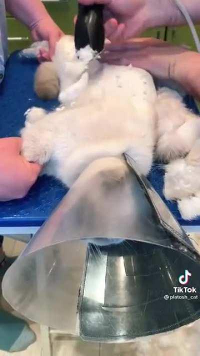 There you go little piece of shit