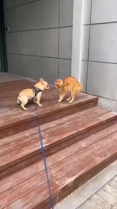 The 'COME AT ME BRO' hop