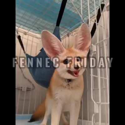 Hm yes fennec day