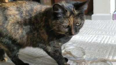 This is Raina, she will squeak like this until you drag her string about.