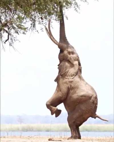 🔥Sometimes you have to stand up on your two feet....