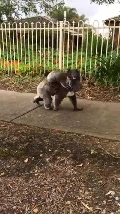 Close call with an Australian drop bear