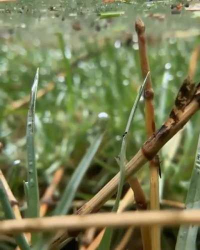 Crystal clear sidewalk puddle