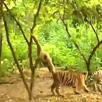 I think we can safely assume this is a male gibbon