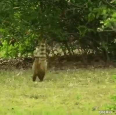 How this little dinosaur not extinct?