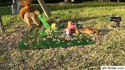 Hit squirrel taking out target