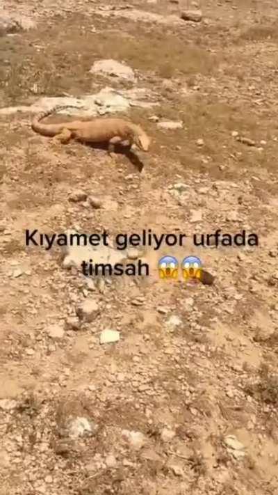 urfa timsah 😫😫