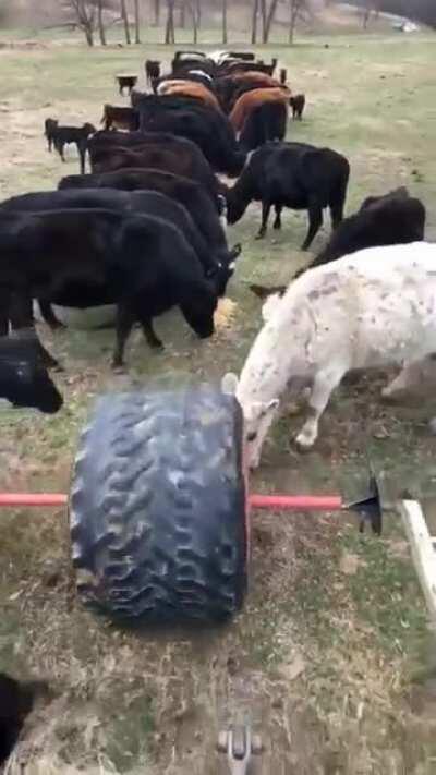 Tool used to feed cattle