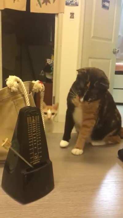 Cat vs. metronome