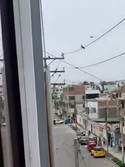 Спасение голубя с помощью дрона