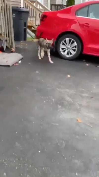 This is Sully. He has cerebellar hypoplasia. There&rsquo;s no pain associated, it&rsquo;s just a little harder for him to keep his balance. 14/10 would prance with