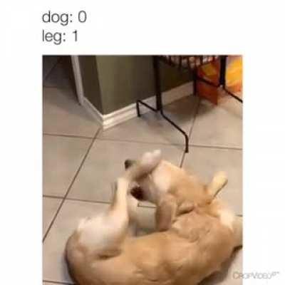 tragic defeat for the dog