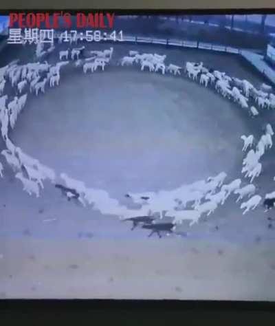 Hundreds of sheep have been walking around in circles for 12 days in mongolia
