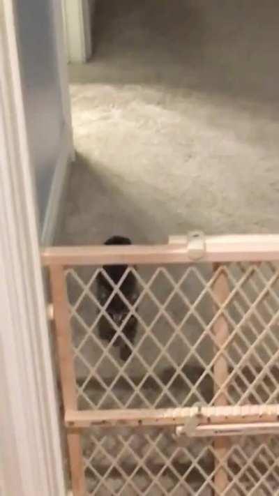 There was an attempt to keep the cat out of the hall