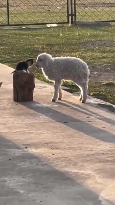 Two souls found each other