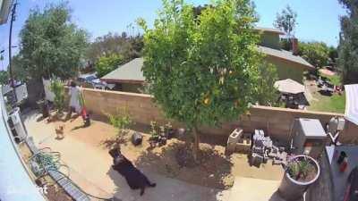 Mama protecting her babies.