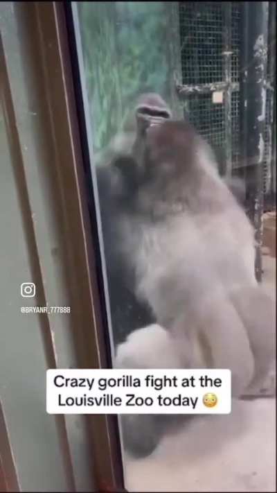 Gorilla Fight!