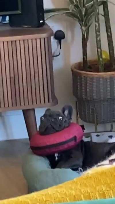 He wasn’t happy with his collar of shame after his snip