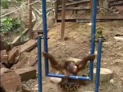 Monkey’s hard contact with reality