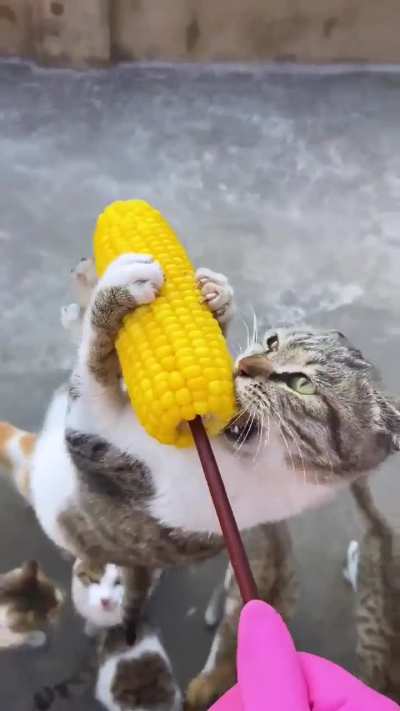 Little guy did not think twice, zero remorse 😂