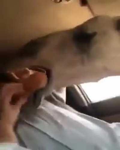 To calmly feed a camel bread like ducks