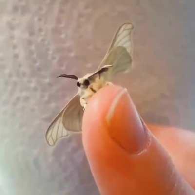 Bröther, may I have some lämp?