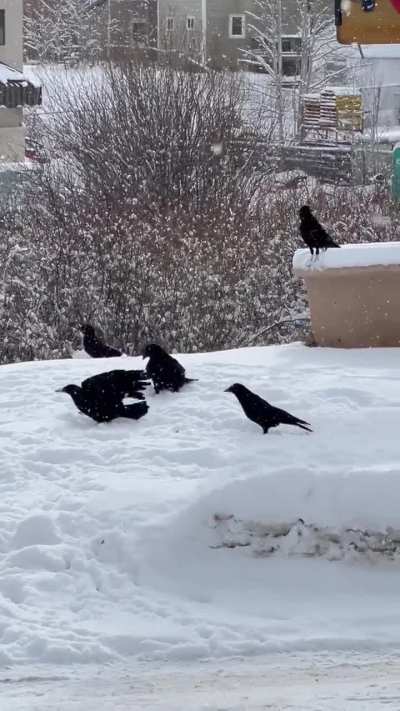 Is the big guy in the middle a raven or just a very big crow?