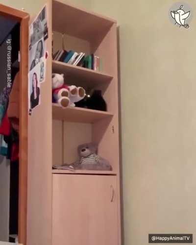 What kind of cat is this?