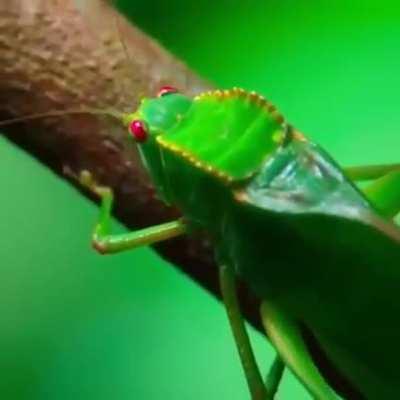 🔥 Marmoset and a terrible grasshopper. See comment