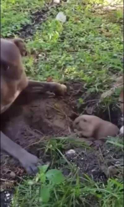 Naughty doggo interrupting important work