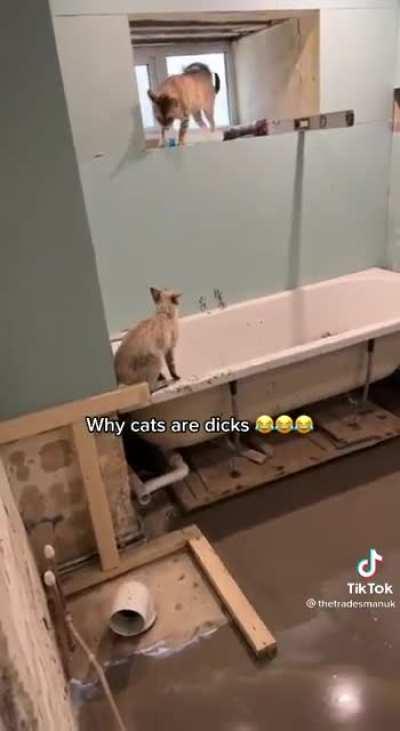 Welsh man loses it as cats ruin his life