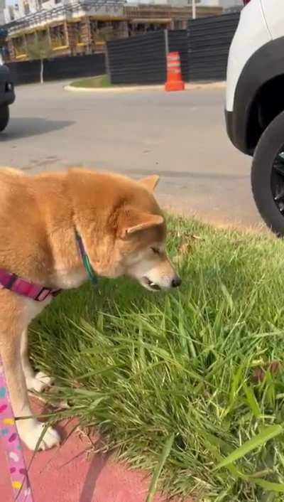 Does your shiba also likes to eat grass once in a while?