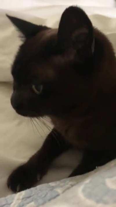 Old gal gives a cranky yell when awaken from a snooze