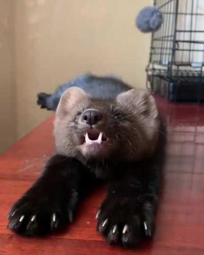 🔥 This sable is preposterously cute. :o <3