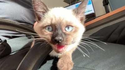 My Thai Siamese kitten likes to mix in some yelling with his purrs