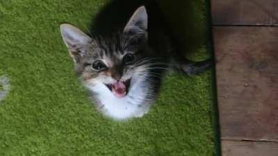He did his first “meow” with us today