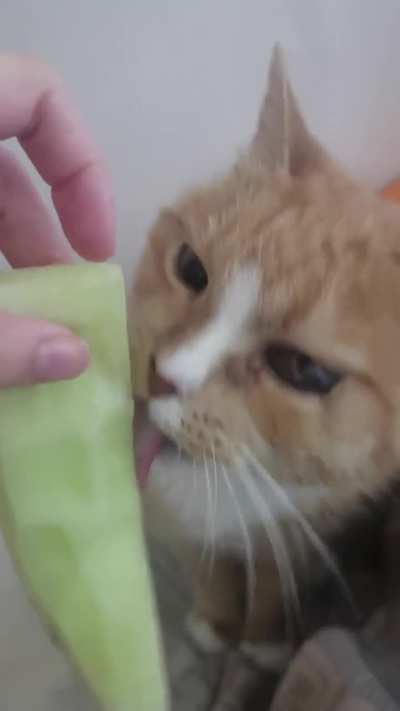 Wunk hungers for unripe melon