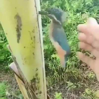 aweonasogang - Video #2797