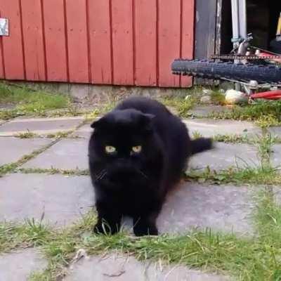 What ball? I don’t know any ball