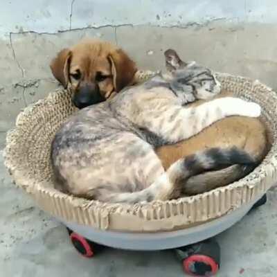 Любовь это...