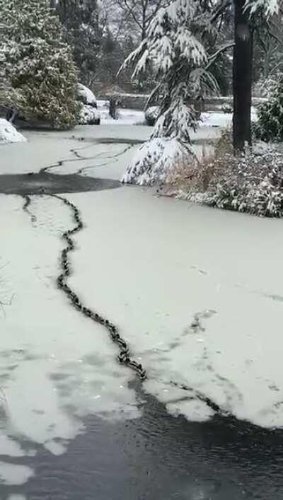 The Russian ducks seem way more organized than their fellow people