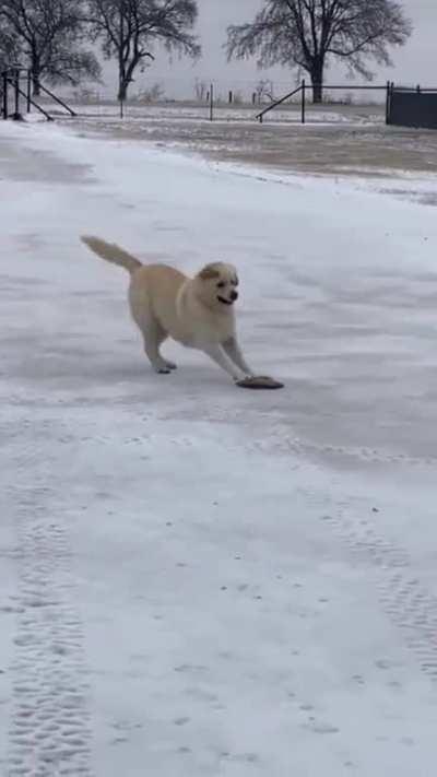 What is the dog playing with?