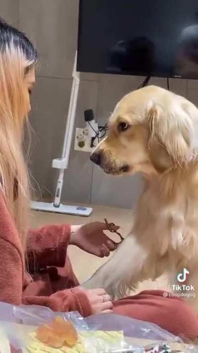 He hates it but he is a Good Boi