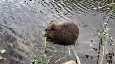 Spotted this busy beaver having a snack