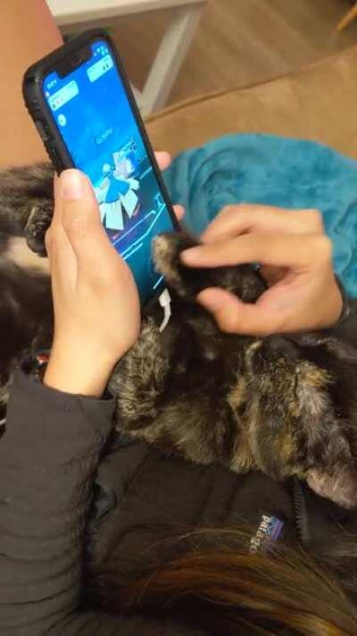 Picked up a new stylus to play PoGo 😹