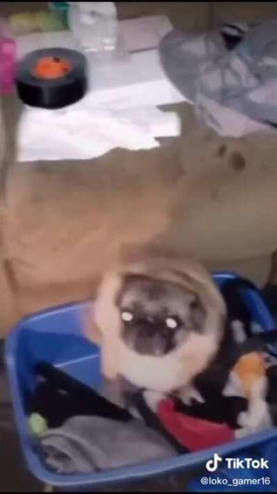 Re fachero el perrito 😎